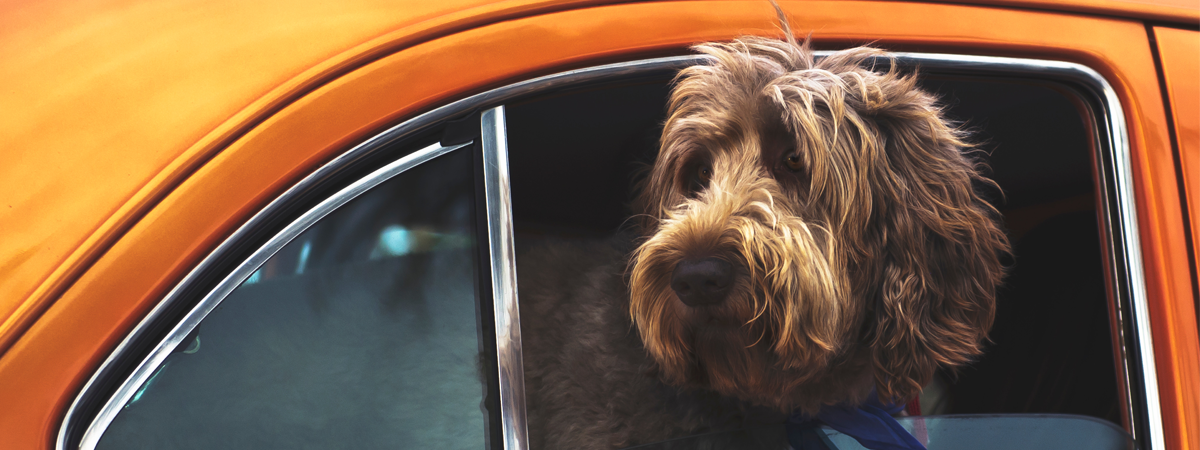 chien en voiture