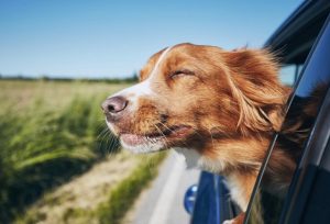 sécurité chien voiture