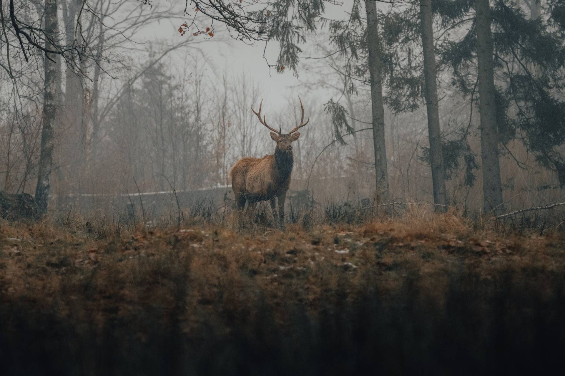 choc avec un animal sauvage