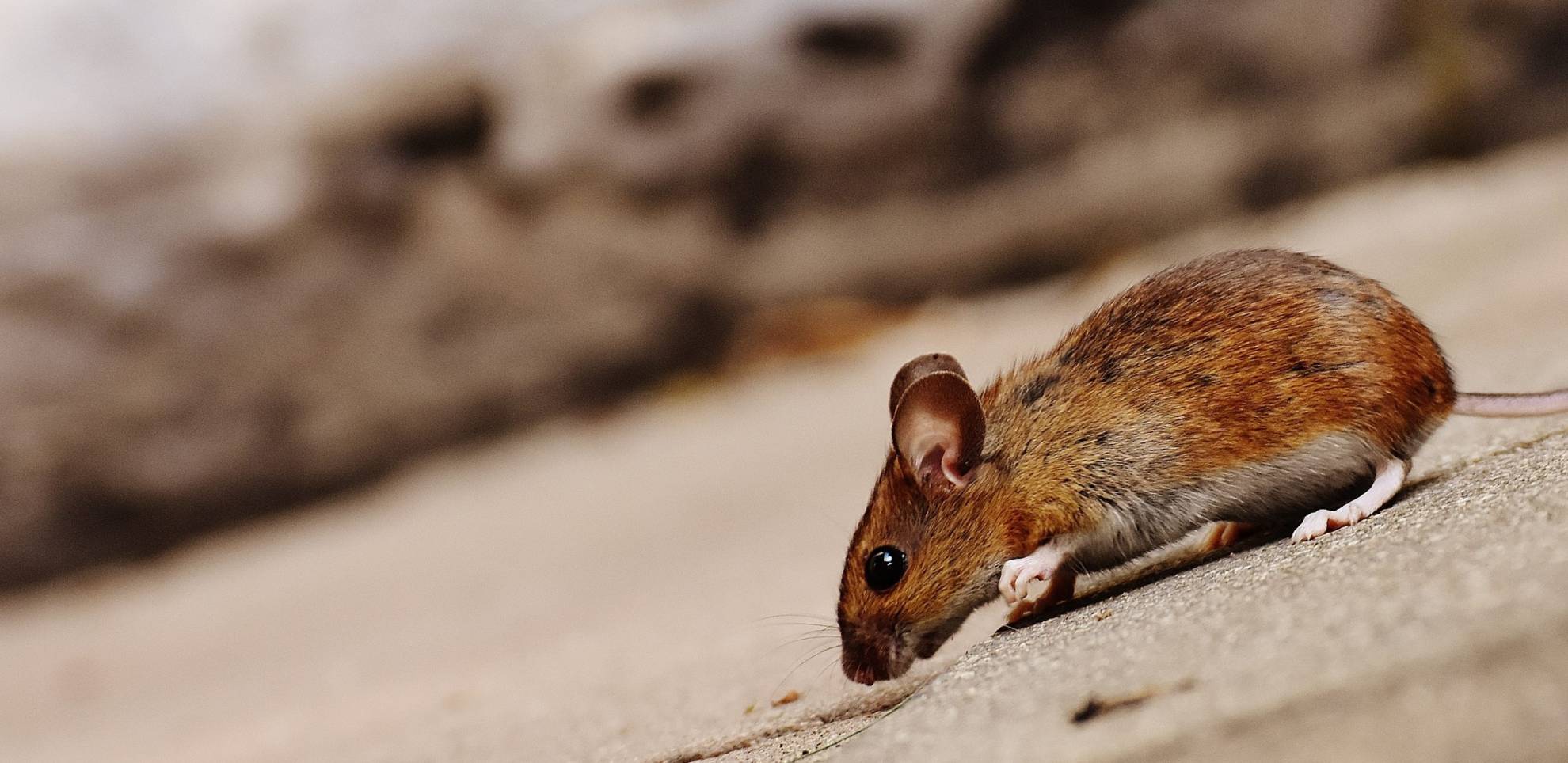 Poison tés éfficcace pour rats, souris, cafard