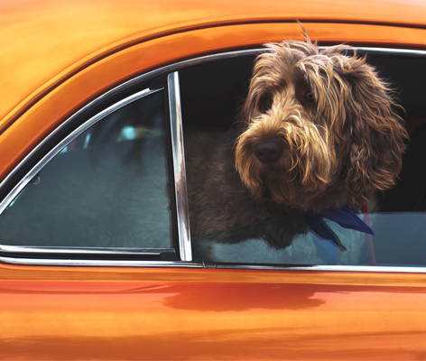 chien en voiture