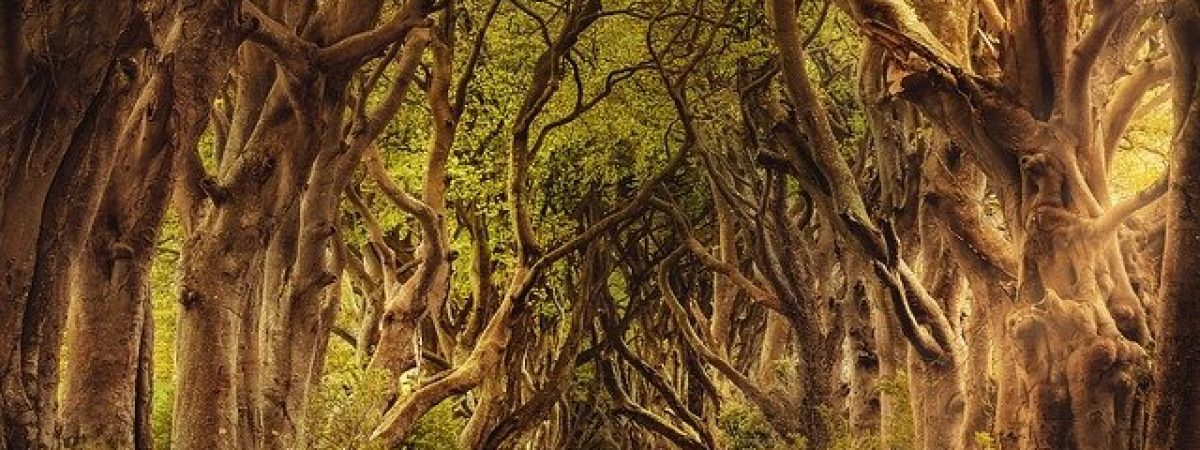 route en forêt