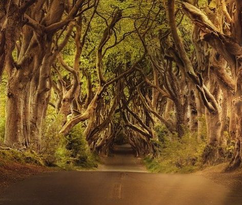 route en forêt